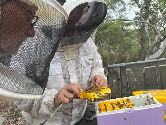 Italian Queen Bees