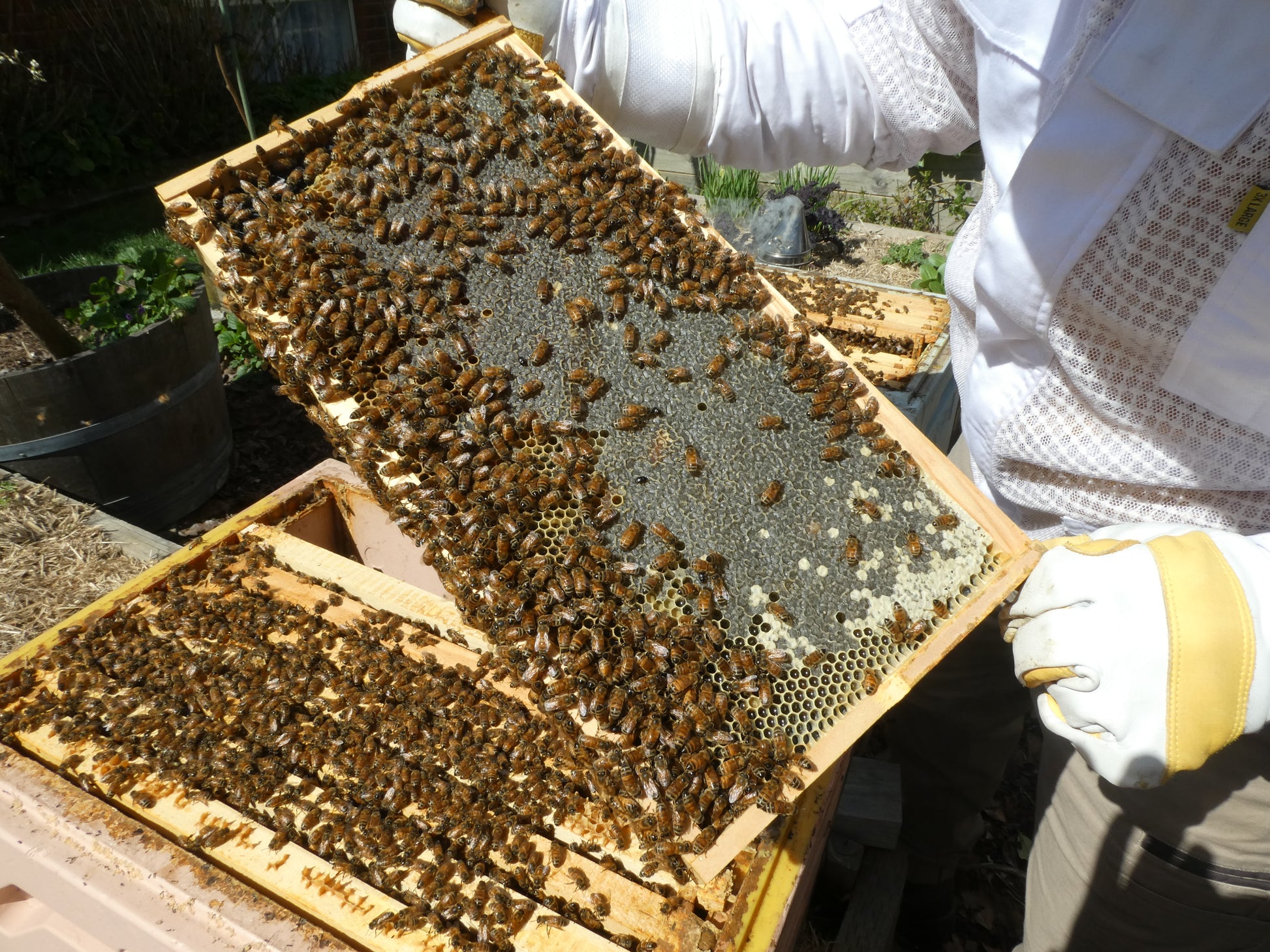 Person holding a honeycomb frame with bees and honeycomb structure