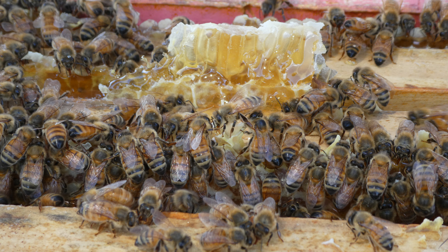 100% Australian Raw Honey
