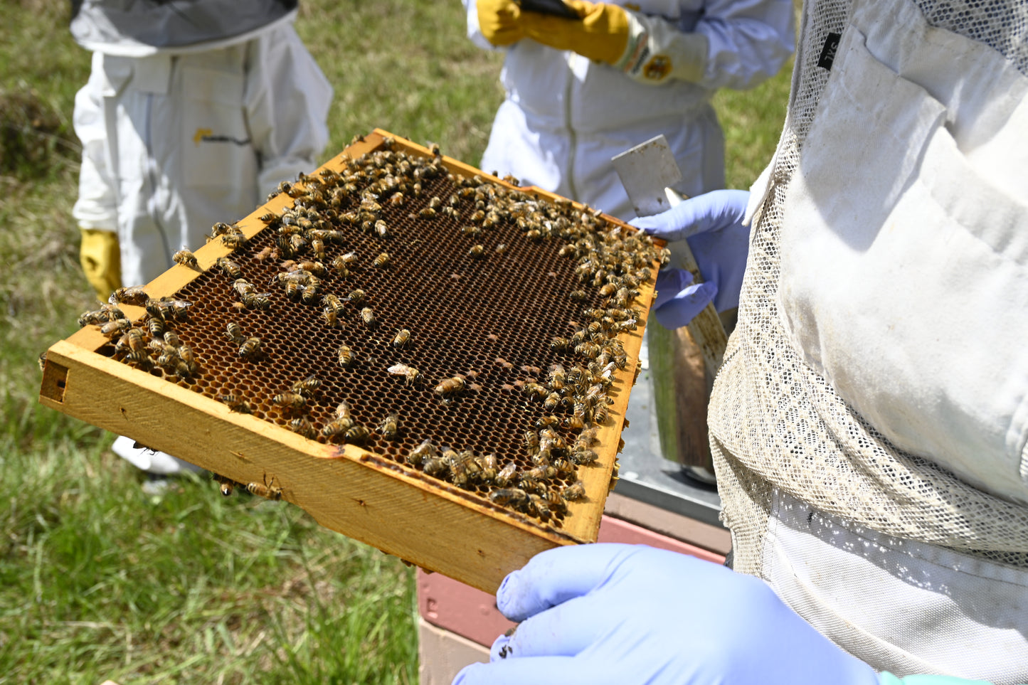 Beekeeping Field Services