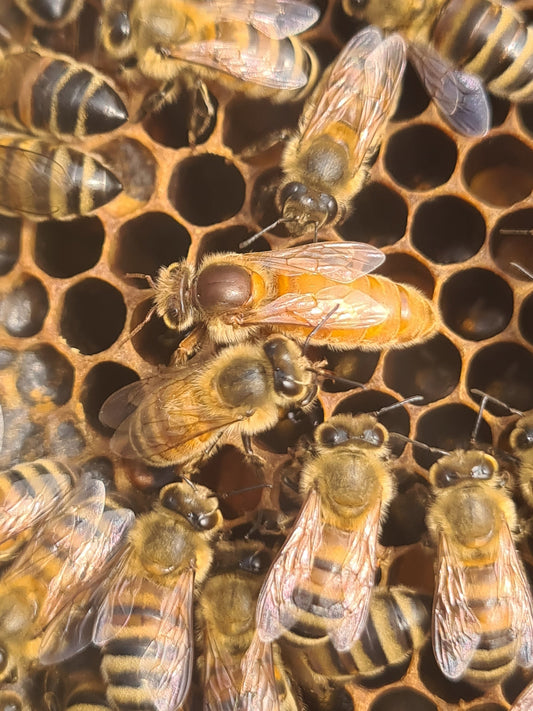 Italian Queen Bees