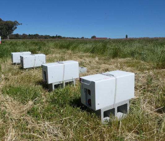 New Season Nucleus Colony