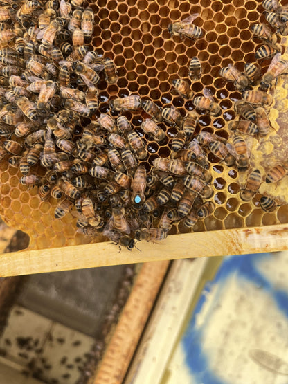 Italian Queen Bees